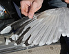2cy argentatus in February, ringed in Norway. (75189 bytes)
